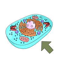 cellmembrane